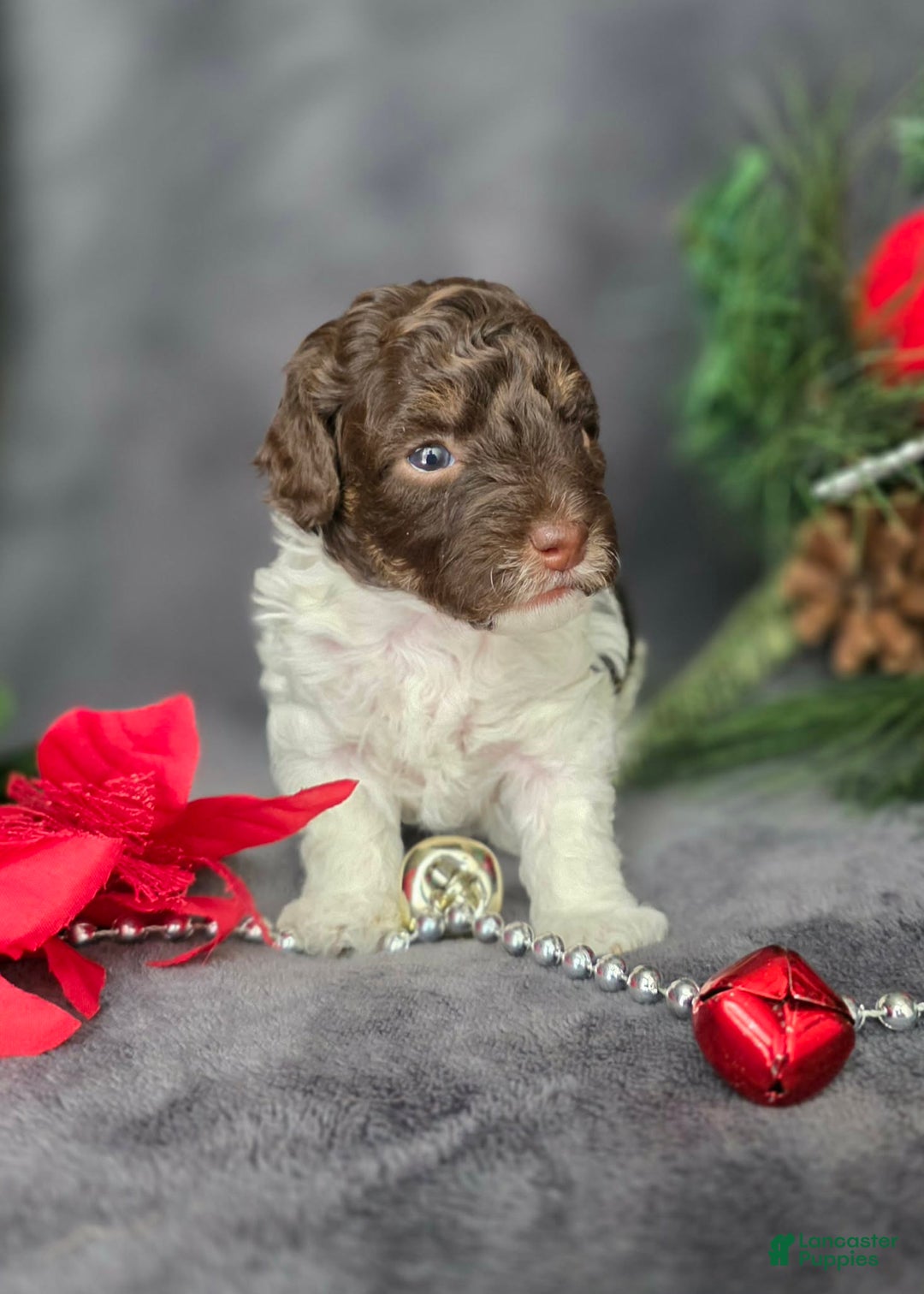 Havapoo dogs for sale: Kaya  - Ad 7