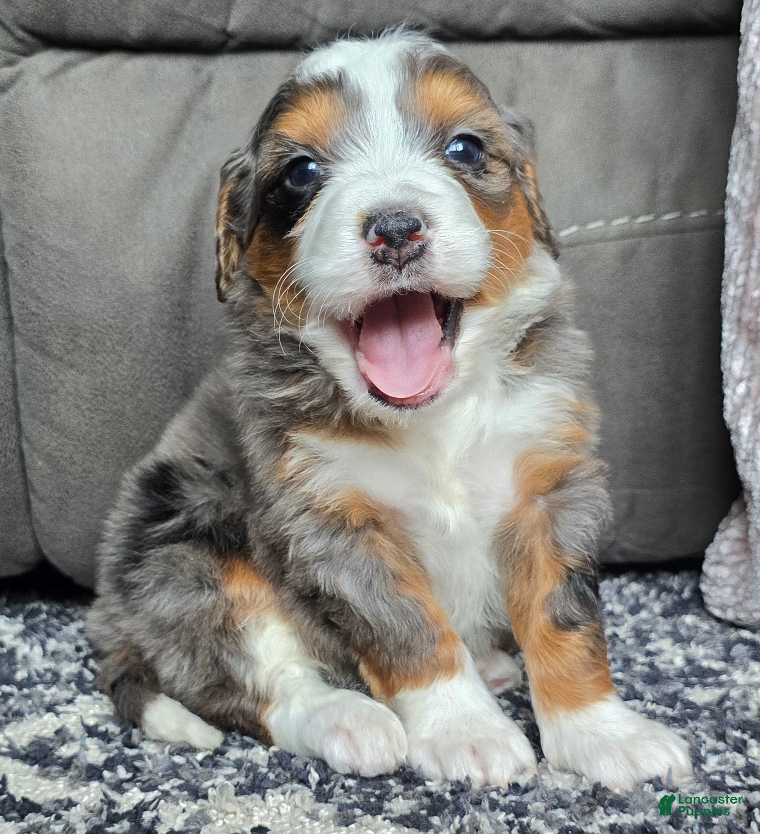 Mini Bernedoodle dogs Mini Alfie - Ad 10