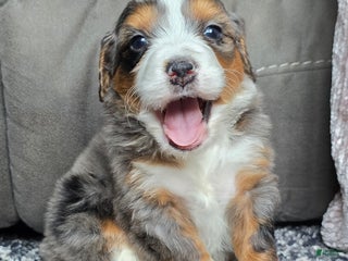 Mini Bernedoodle dogs Mini Alfie - Ad 10