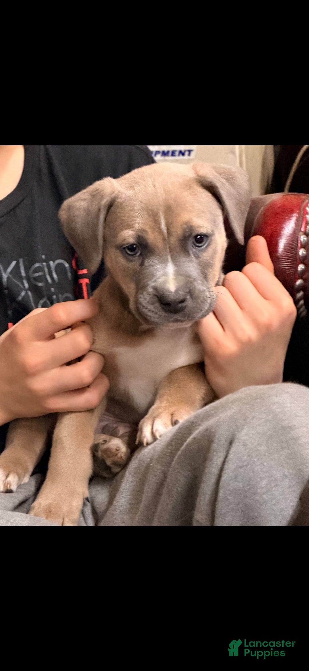 Mixed Breed dogs for sale: Apollo - Ad 1