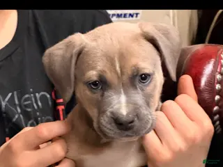 Mixed Breed dogs Apollo - Ad 41