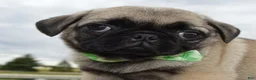 Pug dogs for sale: Pearl - Ad 8