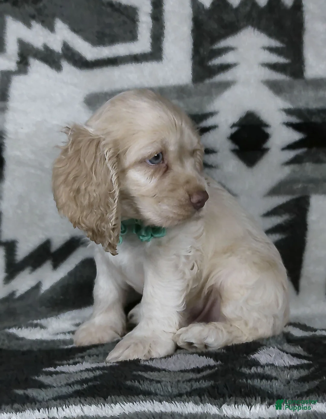 Cocker Spaniel dogs for sale: Jace - Ad 2