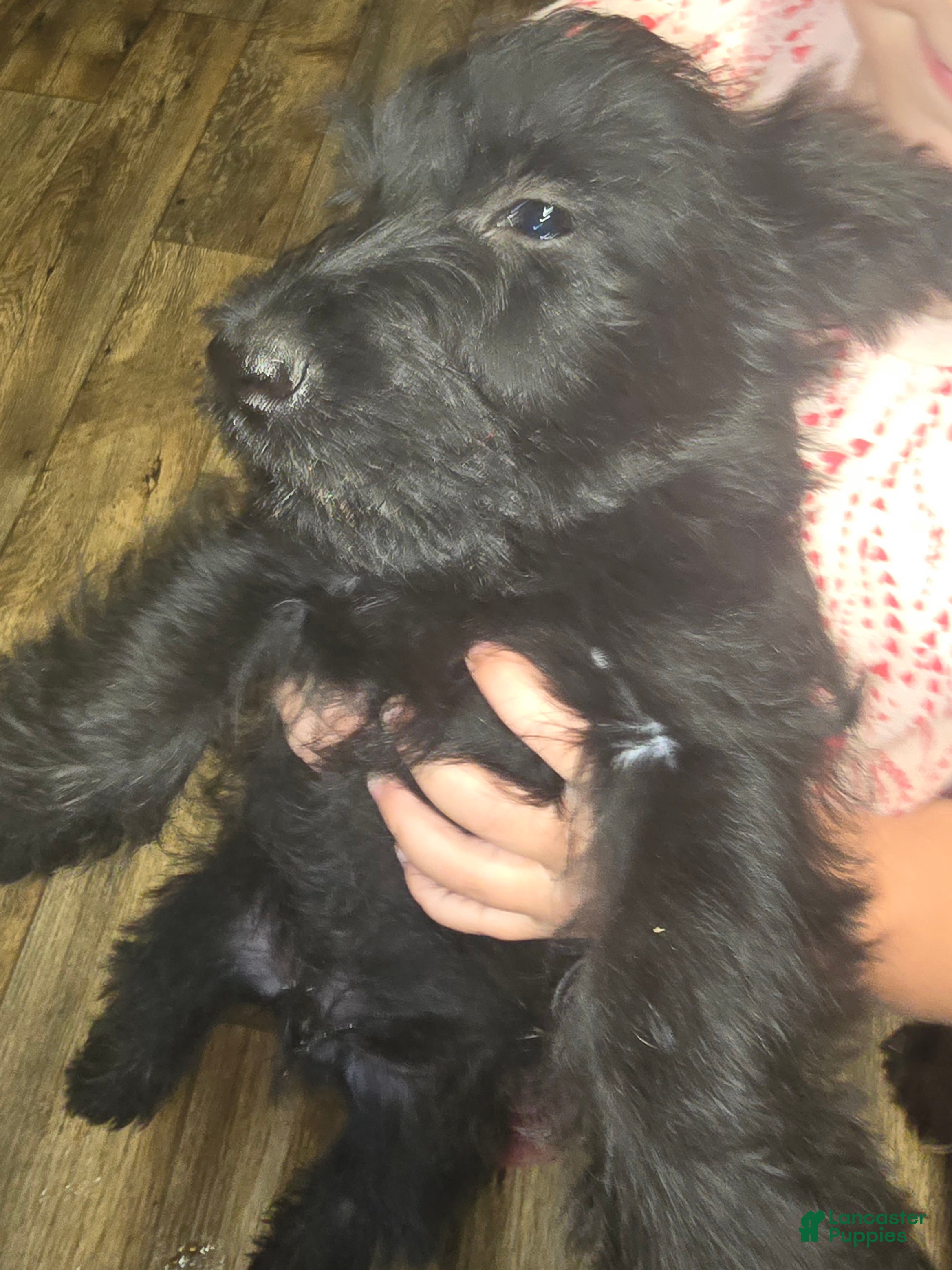 Scottish Terrier dogs Scottish Terrier 3 - Ad 17