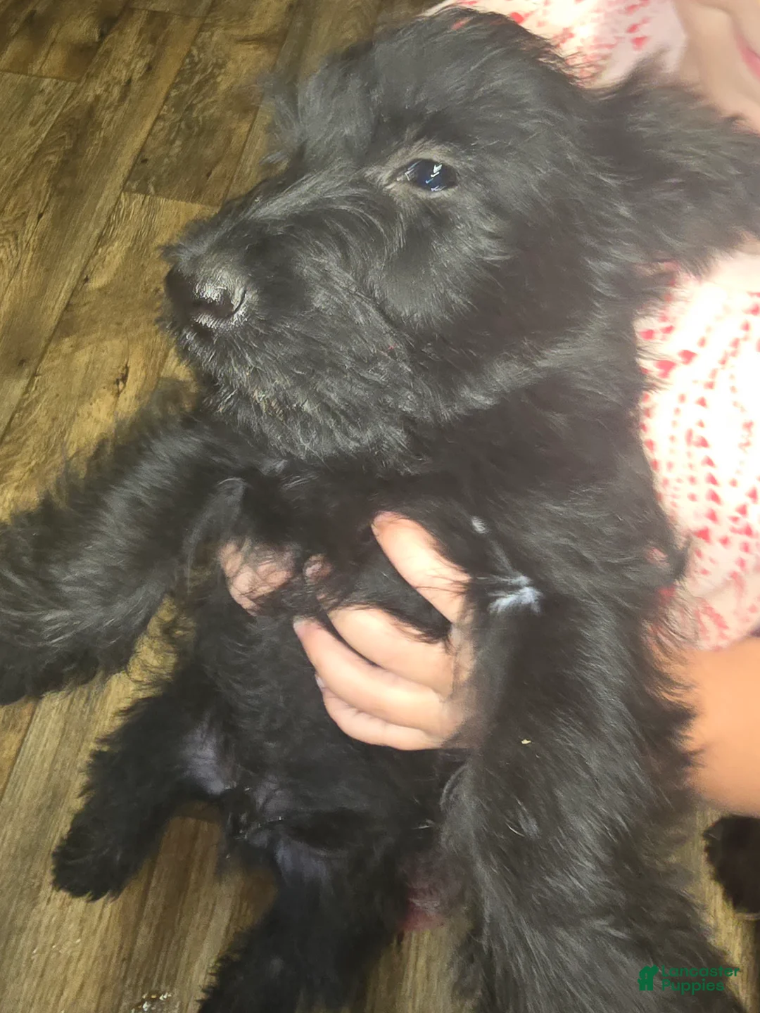 Scottish Terrier dogs for sale: Scottish Terrier 3 - Ad 1