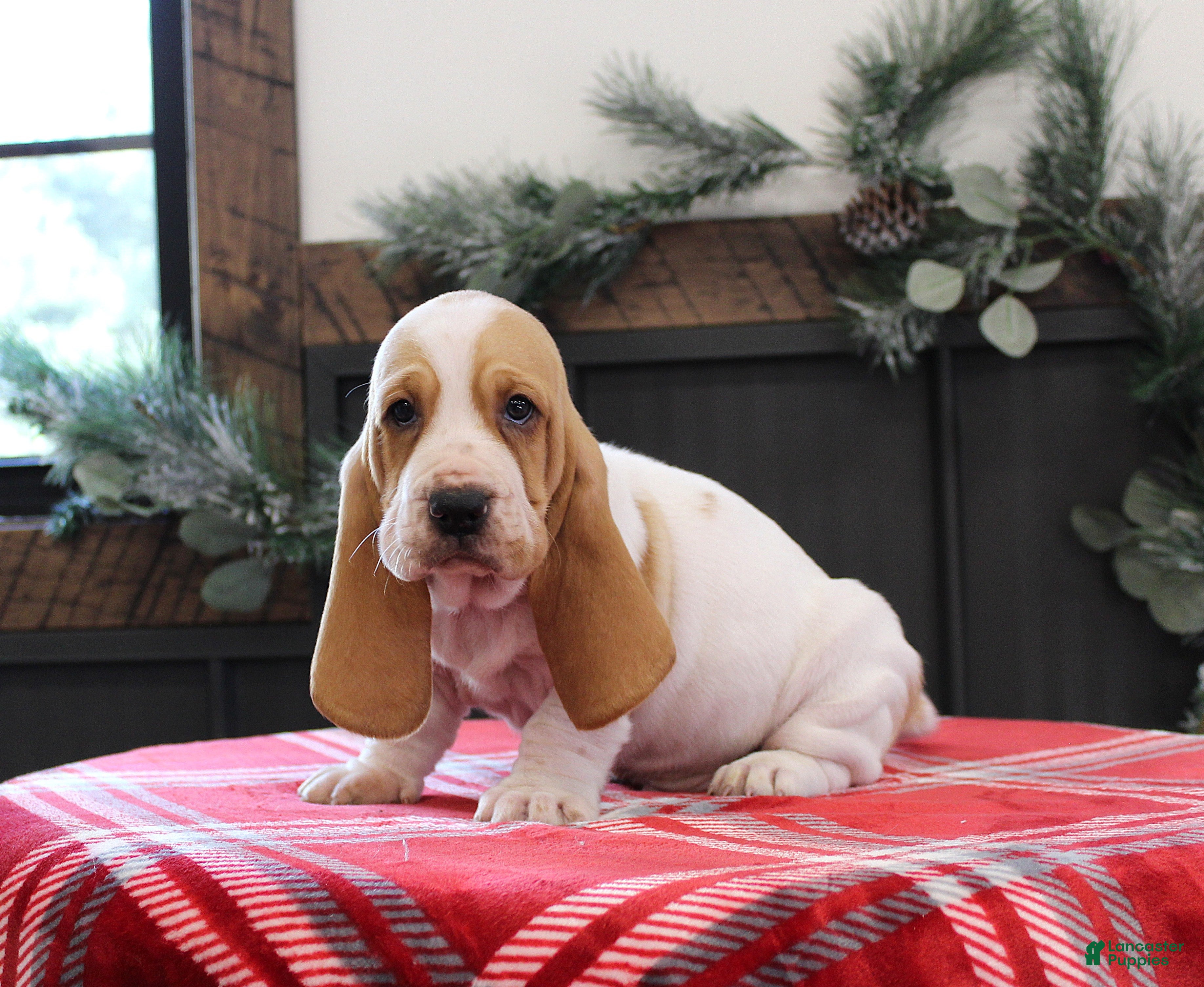 Basset Hound dogs Scooter - Ad 6