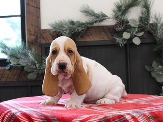 Basset Hound dogs Scooter - Ad 1