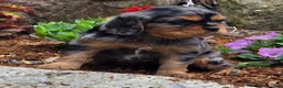 Cavalier King Charles Spaniel dogs for sale: Violet - Ad 7