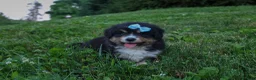 Miniature Australian Shepherd dogs for sale: LINCOLN - Ad 12