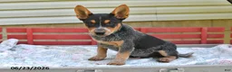 Australian Cattle Dog dogs for sale: Blackie - Ad 2