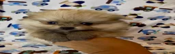 Pomeranian dogs for sale: Gelato - Ad 13