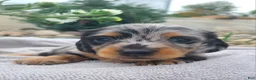 Miniature Dachshund dogs for sale: Kipper - Ad 4