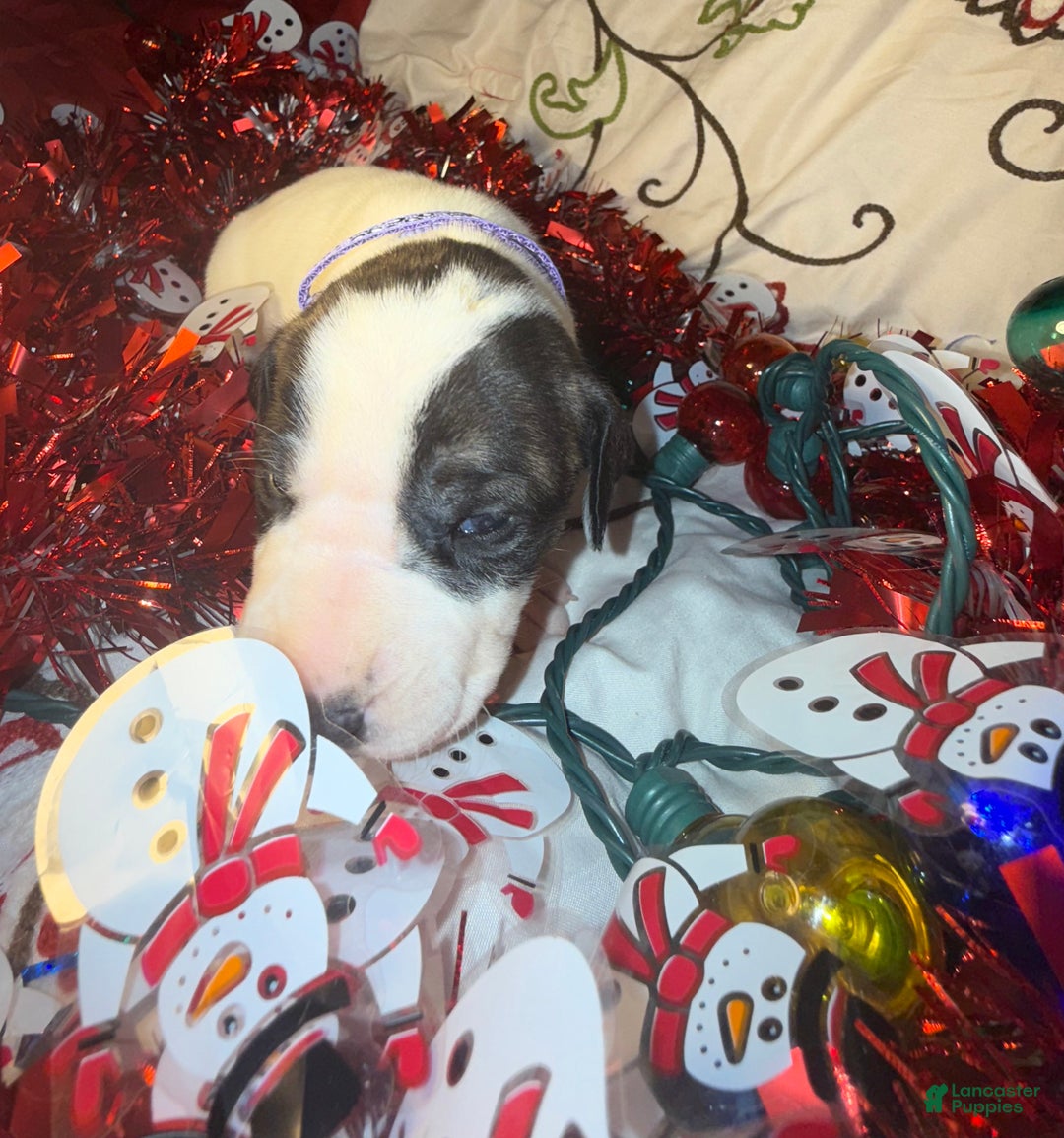 Great Dane dogs for sale: Vicky - Ad 3