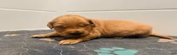 Golden Retriever dogs for sale: Golden Retriever Carmela - Ad 3