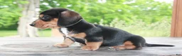 Miniature Dachshund dogs for sale: Forest - Ad 2