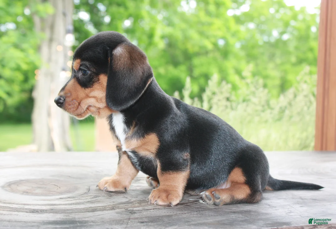Miniature Dachshund dogs for sale: Forest - Ad 2