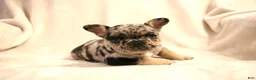 French Bulldog dogs for sale: Moose - Ad 10