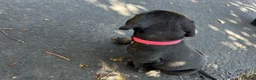 Mixed Breed dogs for sale: Red - Ad 19