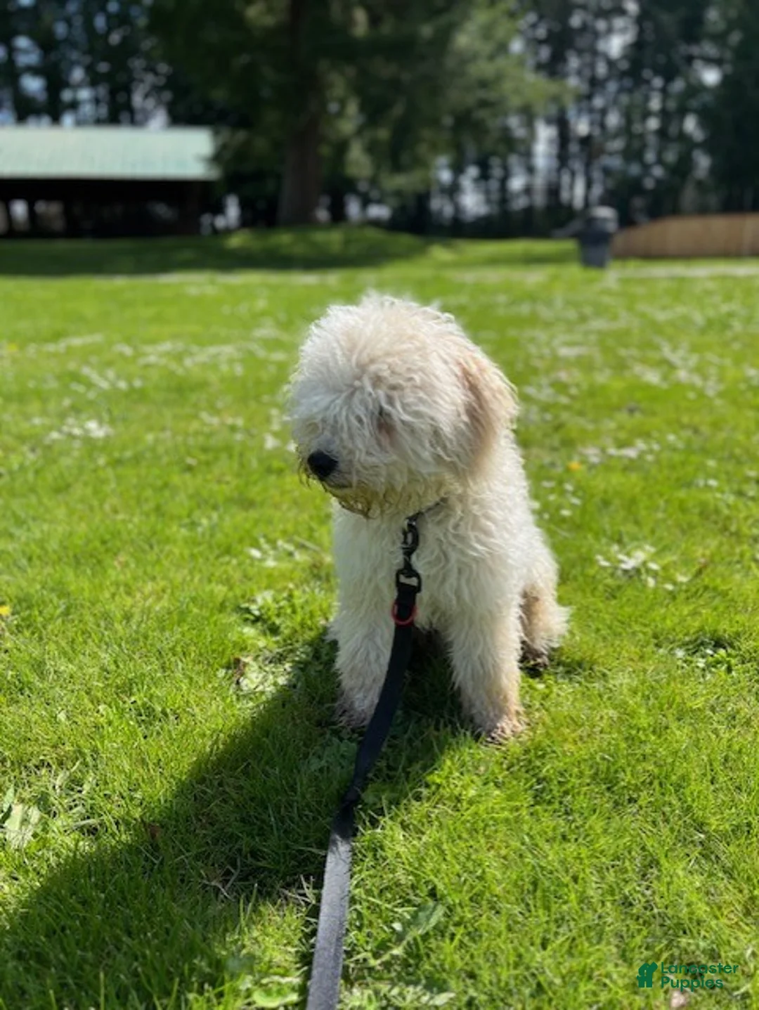 Hungarian Puli dogs for sale: Hungarian Puli Puppy Blue - Ad 6