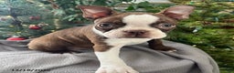 Boston Terrier dogs for sale: Hickory - Ad 1
