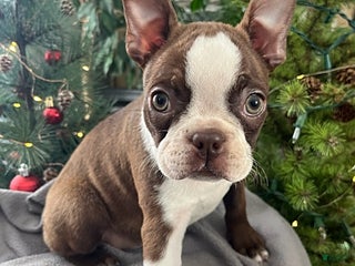 Boston Terrier dogs Hickory - Ad 1