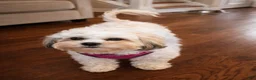 Shihpoo dogs for sale: Shihpoo 1 - Ad 2