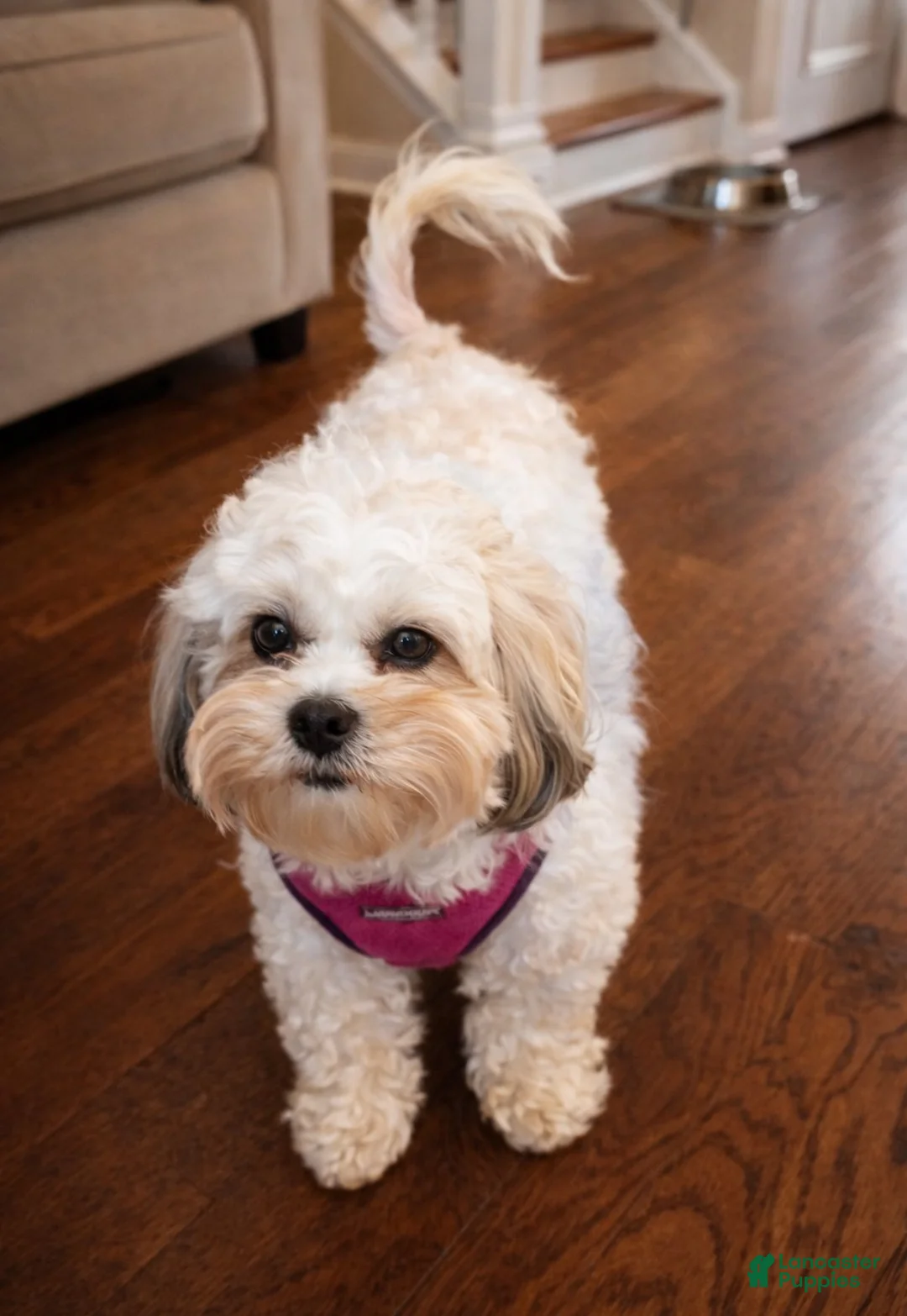 Shihpoo dogs for sale: Shihpoo 1 - Ad 2