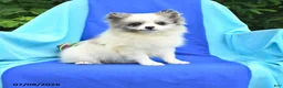Pomeranian dogs for sale: Mable - Ad 1