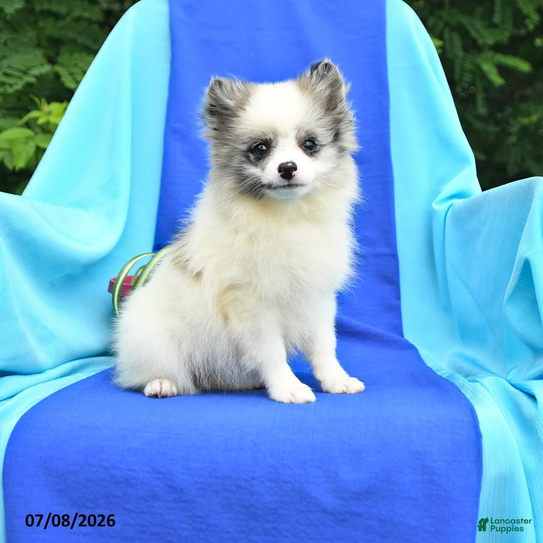 Pomeranian dogs for sale: Mable - Ad 1