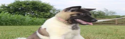 Akita dogs for sale: AKC Luna - Ad 18