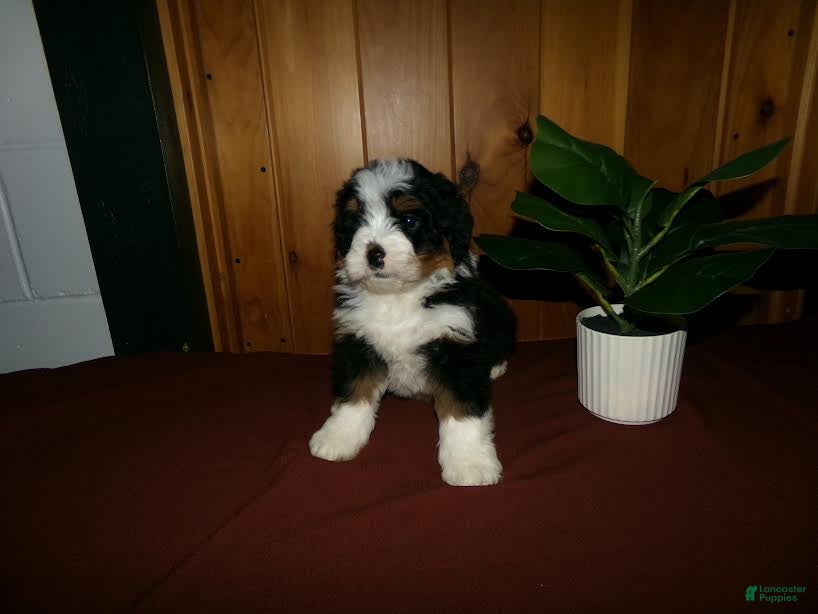 Mini Bernedoodle dogs Arnold - Ad 1