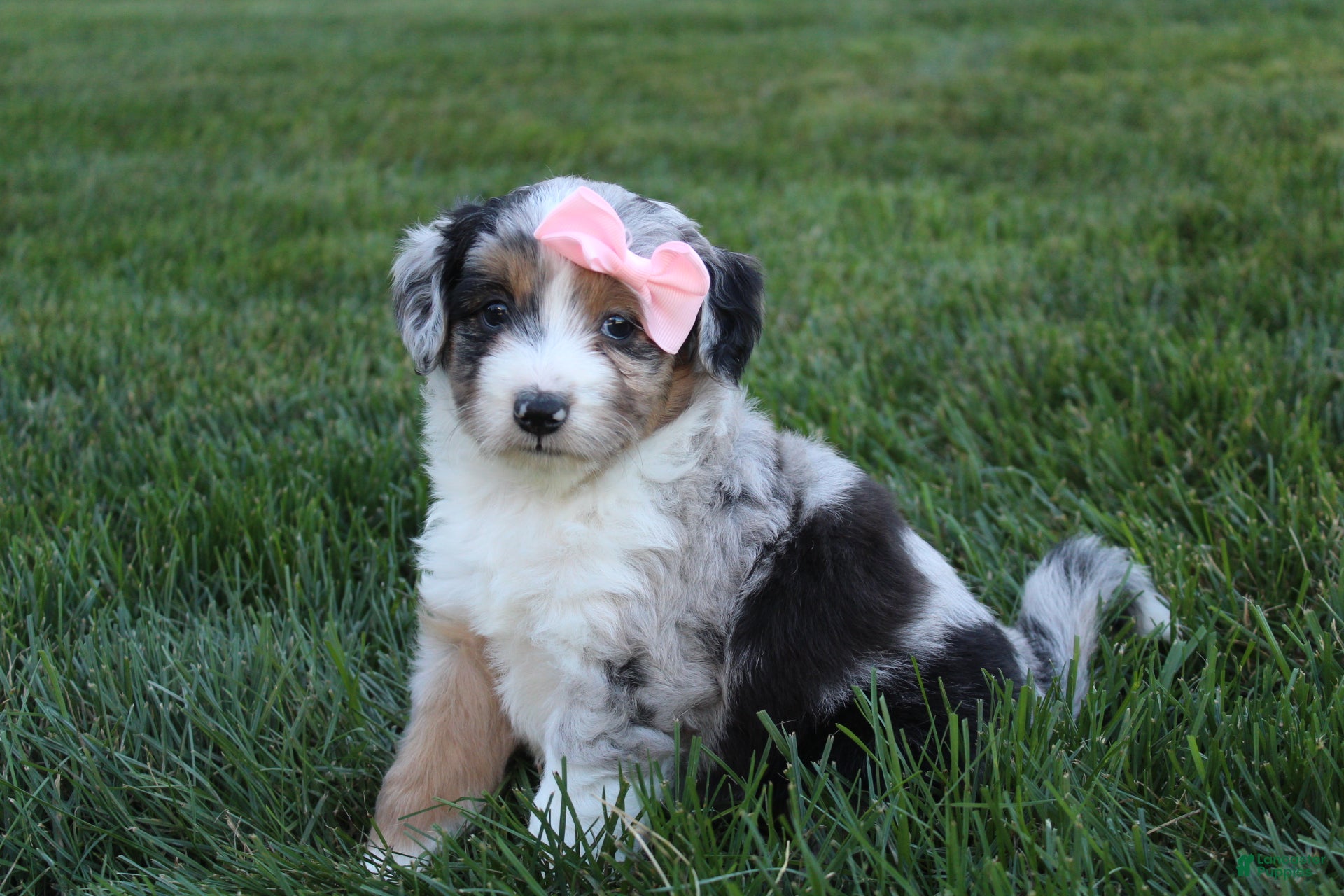 Mini Aussiedoodle dogs Kali 🎀 - Ad 1