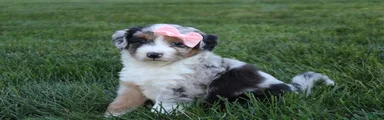 Kali 🎀