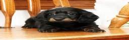Miniature Dachshund dogs for sale: Vandavale - Ad 7