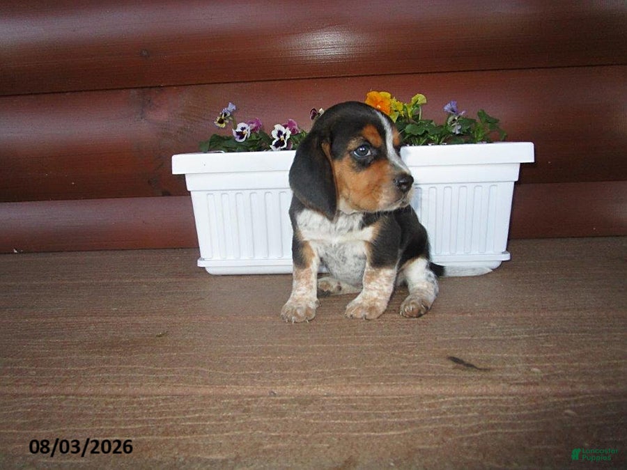 Beagle dogs for sale: Lexi - Ad 4