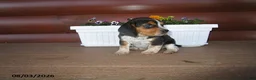 Beagle dogs for sale: Lexi - Ad 1