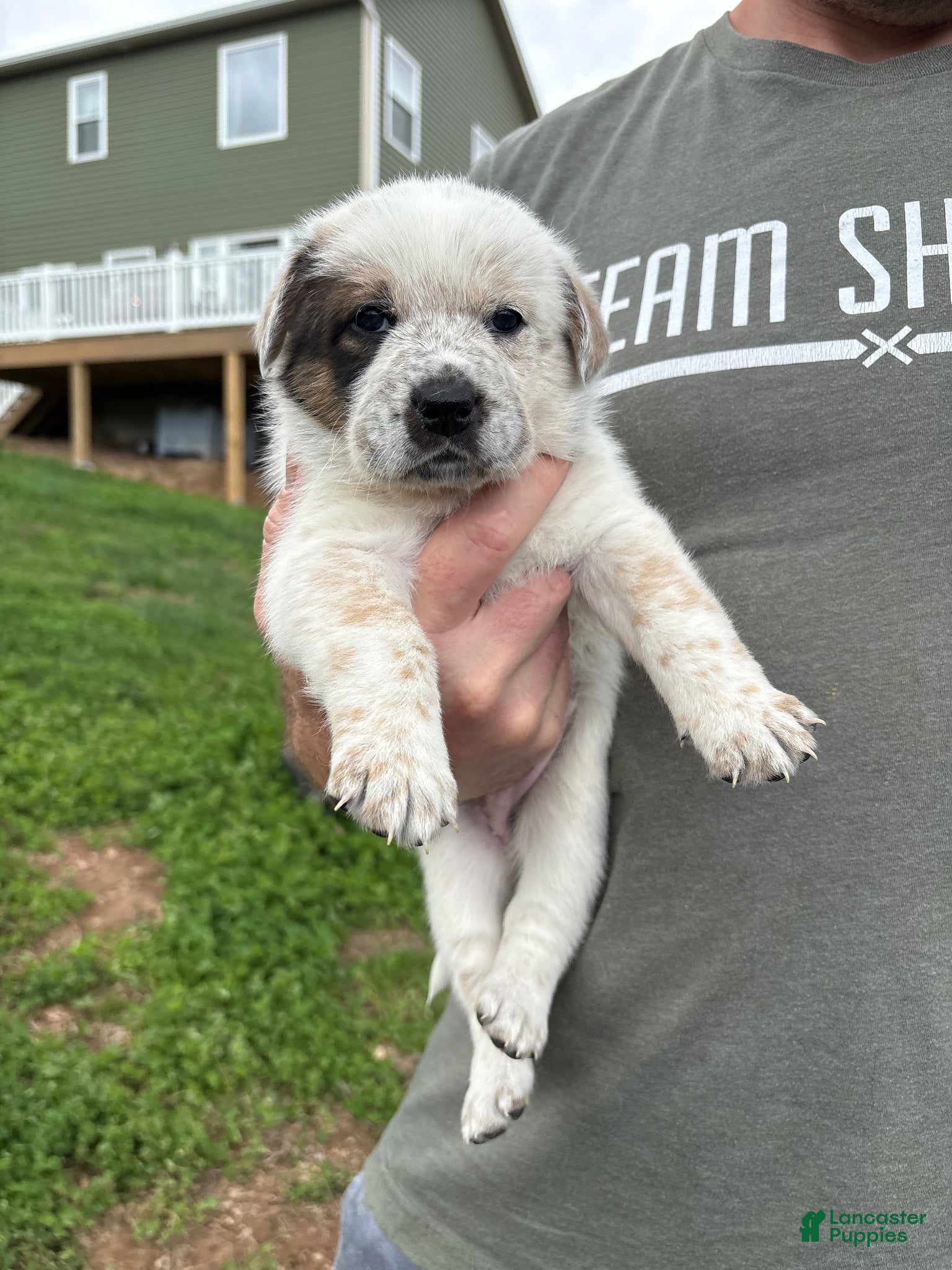 Mixed Breed dogs for sale: Poppy - Ad 1