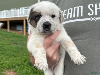 Mixed Breed dogs for sale: Poppy - Ad 1