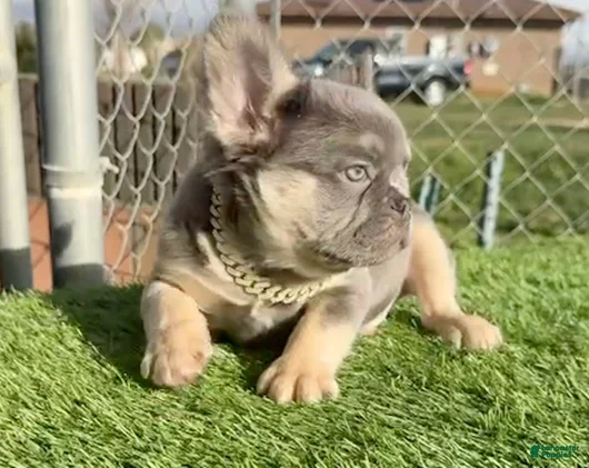 French Bulldog dogs Rocky-Rare Lilac Tan Visual Fluffy French Bulldog – Green Eyes - Ad 2