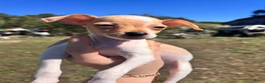 Chihuahua 2