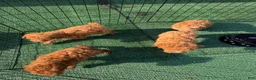 Toy Poodle dogs for sale: Toby - Ad 4