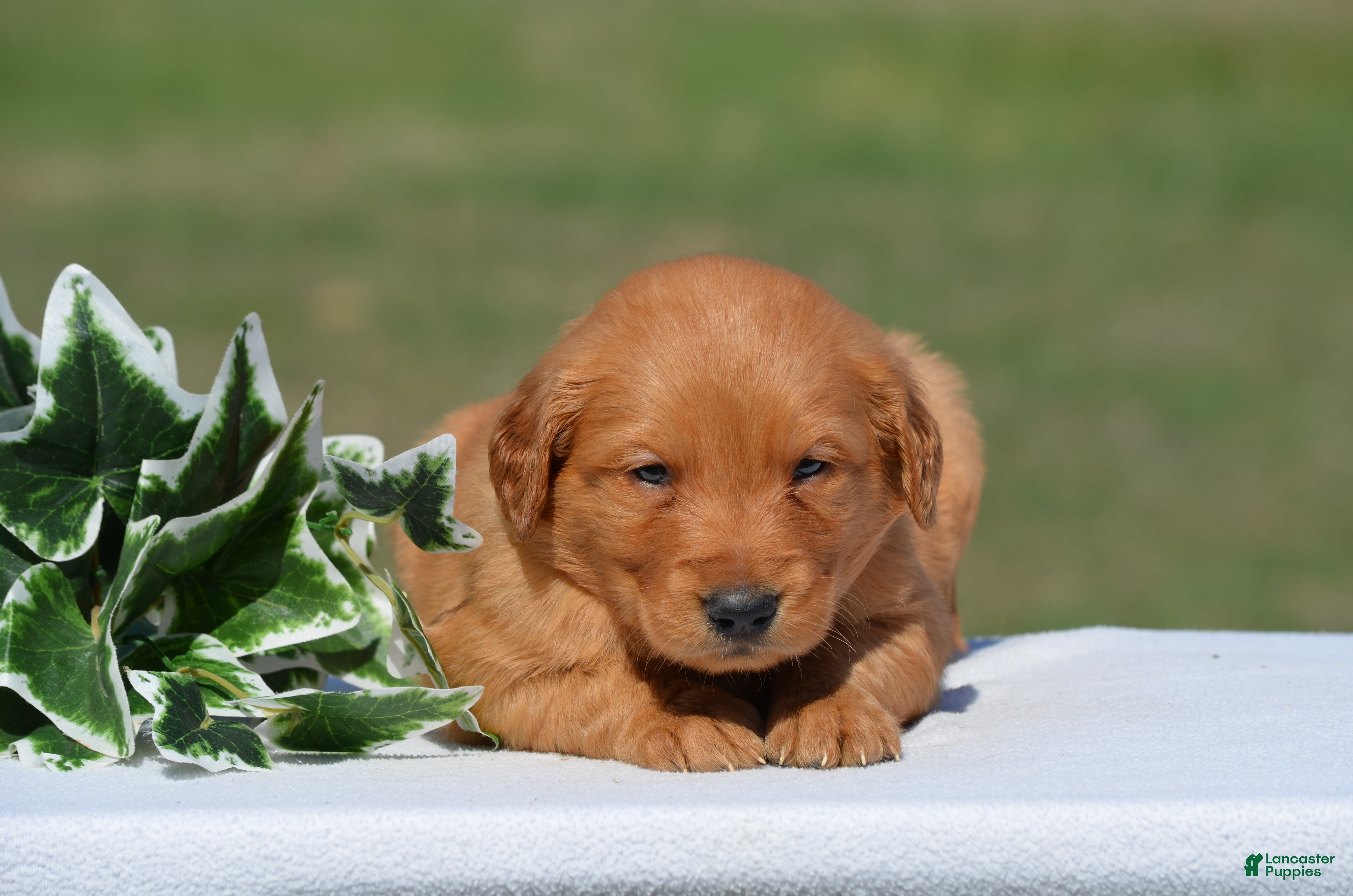 Golden Retriever dogs for sale: Sammy - Ad 2