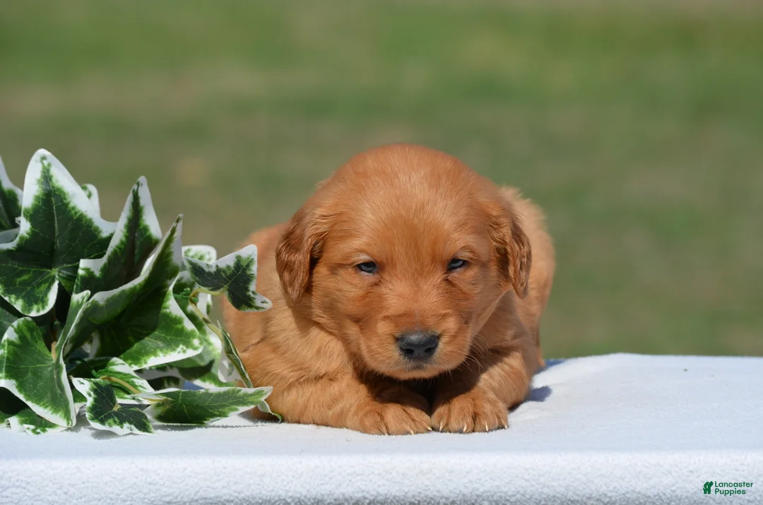 Golden Retriever dogs for sale: Sammy - Ad 2
