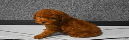 Miniature Poodle dogs for sale: Loren💙 - Ad 4