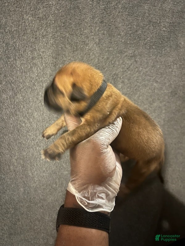 South African Boerboels dogs Bass Reeves - Ad 2
