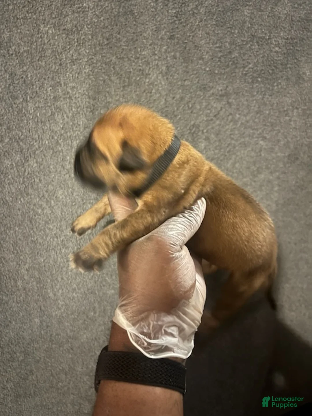 South African Boerboels dogs for sale: Bass Reeves - Ad 2