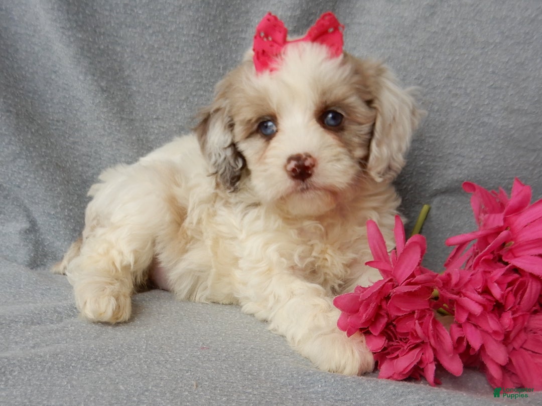 Cockapoo dogs for sale: Lauren - Ad 5