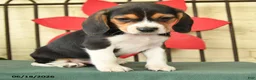 Beagle dogs for sale: Sherlock - Ad 2
