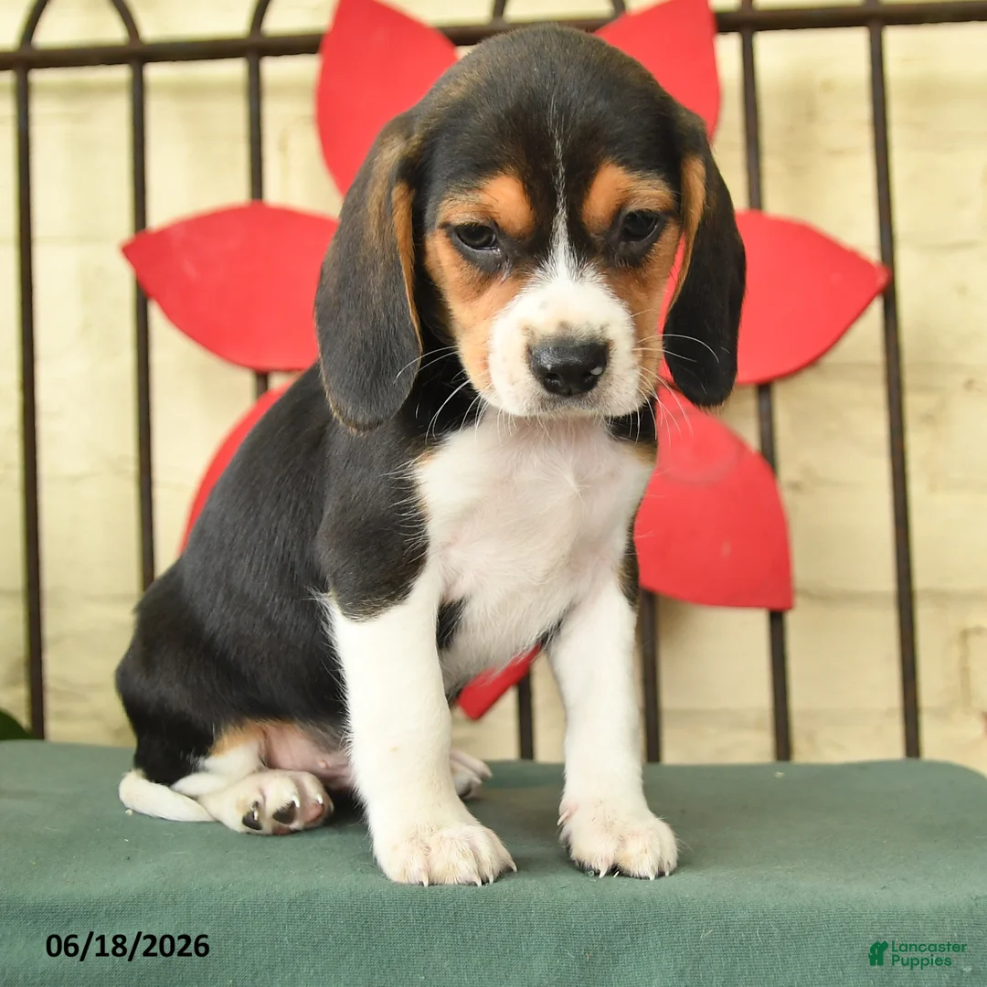 Beagle dogs for sale: Sherlock - Ad 2