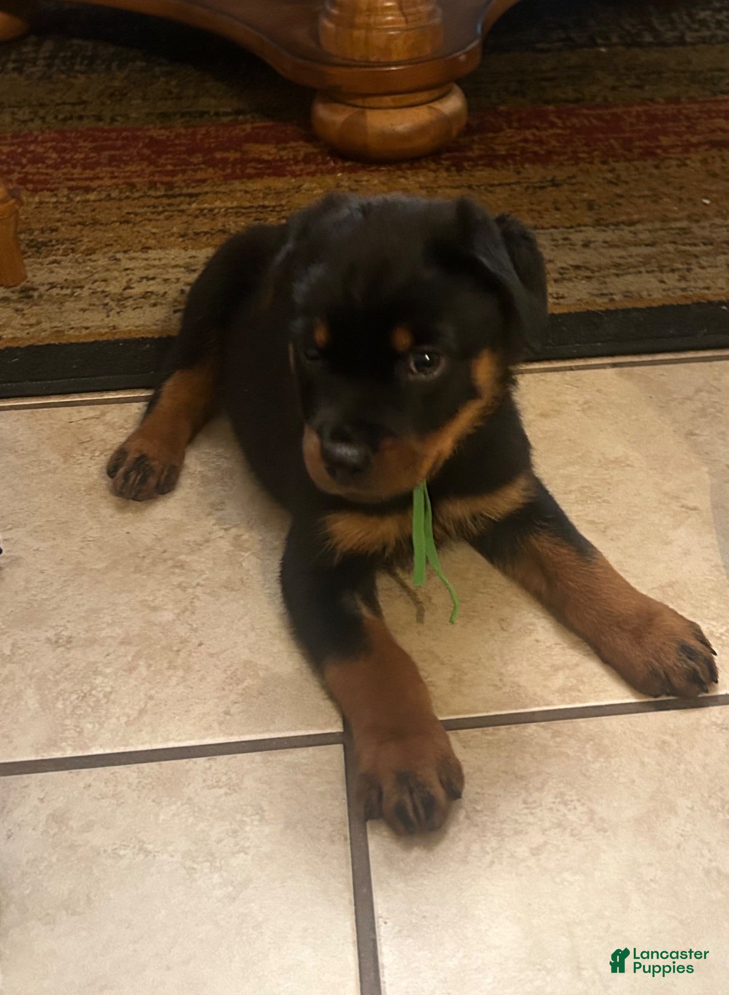 Rottweiler dogs for sale: Rottweiler 4 - Ad 2